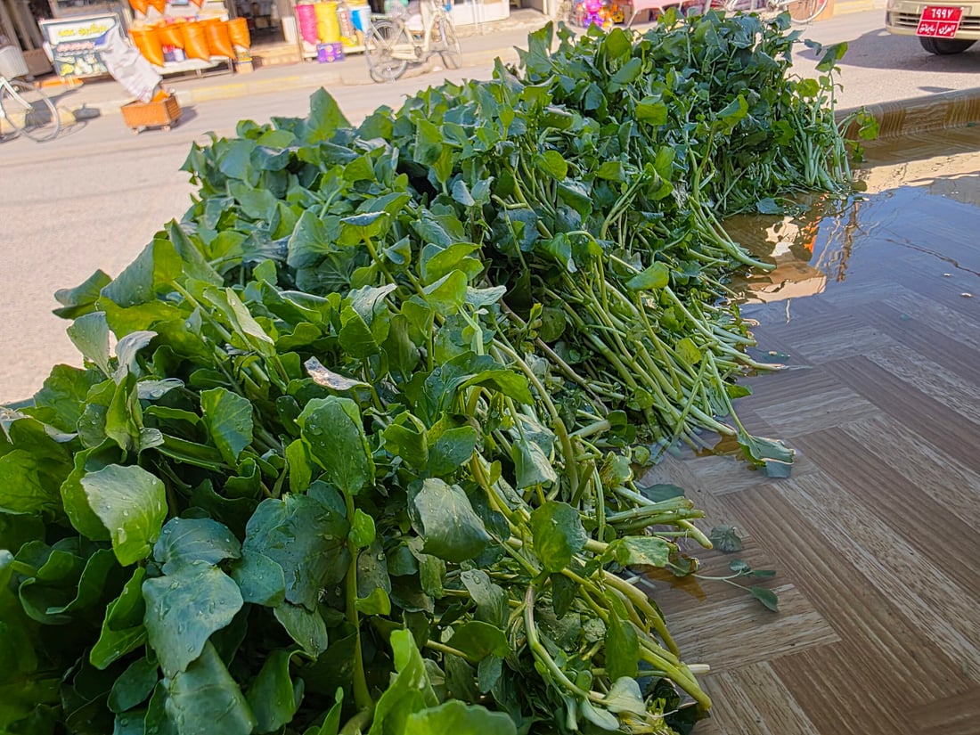 کوزەڵەکەی شارەزوور بە چوار هەزارە و بەریش ناکەوێ