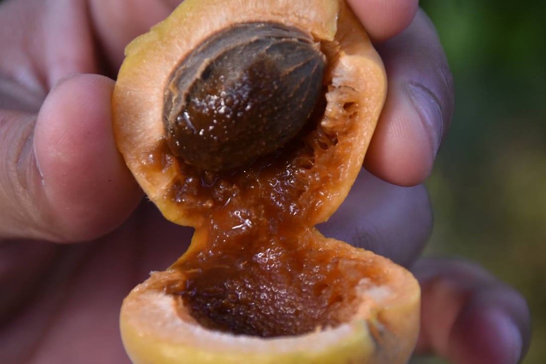 ئەمساڵیش قەیسی خانەقین بازاڕی نییە