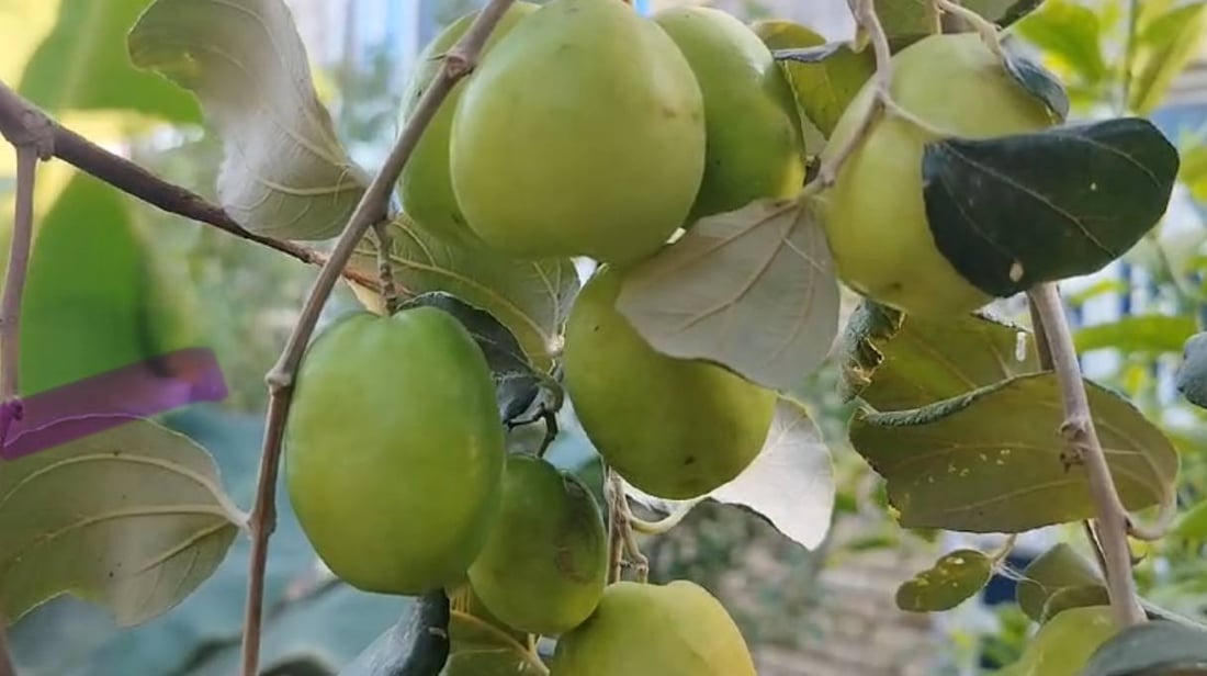 صور: مزارع بصري ينجح بتطعيم النبق التايلندي.. ثمرة بحجم كف اليد وكل 10 حبات كيلو!