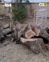 دوو ته‌نییه‌كی پڕ داری ته‌ڕیان لێ گیرا و راده‌ستى دا�...