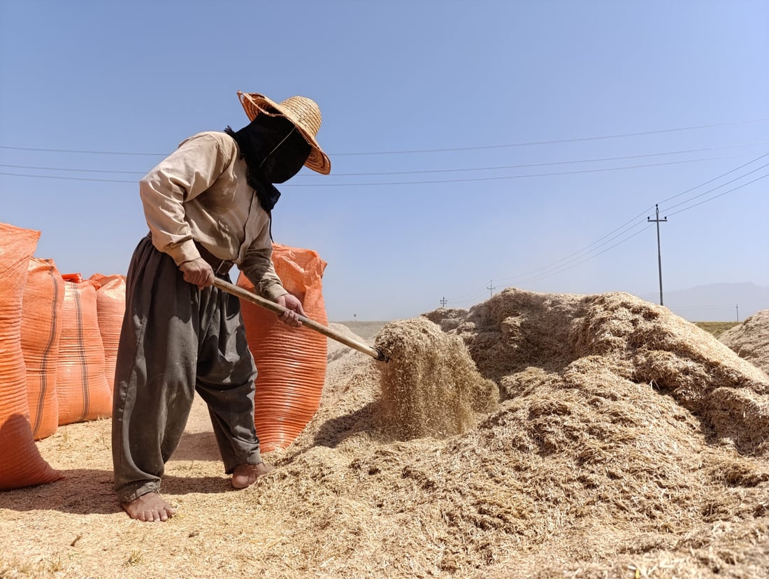 سووتاندنى جاره‌ گه‌نمه‌كان نرخى “كا”ـی به‌رزكرده‌وه‌