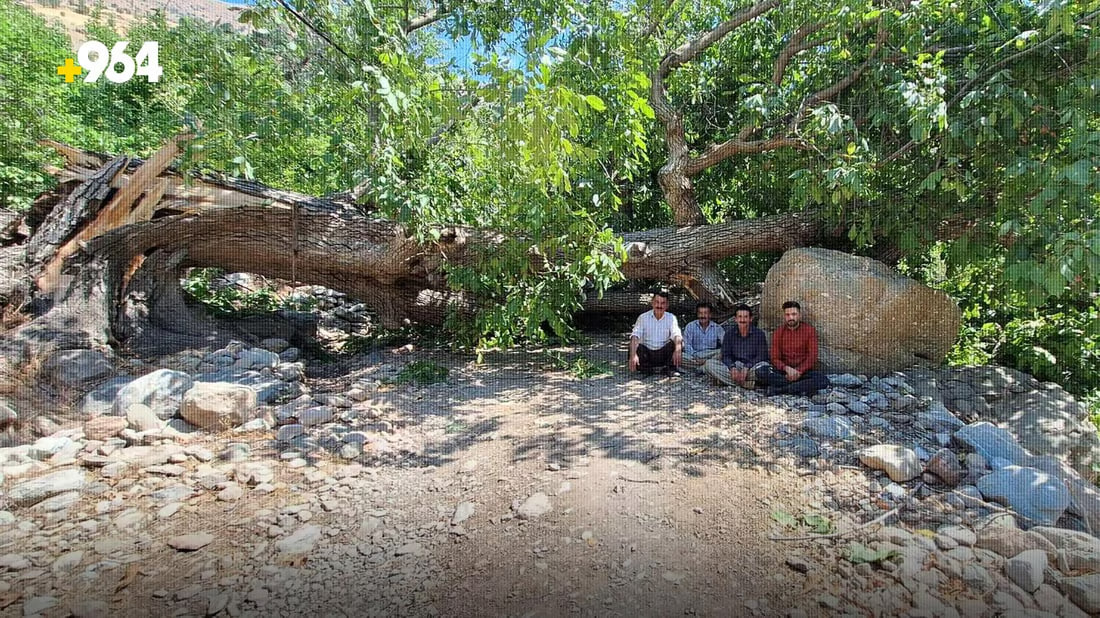 صور: في جبال قنديل.. شجرة جوز عملاقة تسقط فجأة وتسد شارع القرية