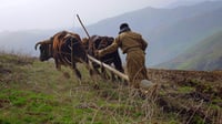 لە پشدەر جوتیاران بە گاجووت رەزەکانیان دەکێڵن