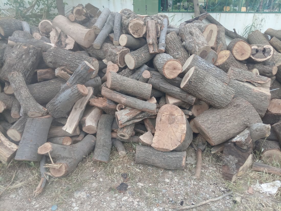 لە گاپێڵۆن و تەوێڵە ژمارەیەک داری سەوز و باڵابەرز بڕدرانەوە