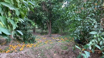 Hawija Bahriya’s bitter oranges thrive under rising demand