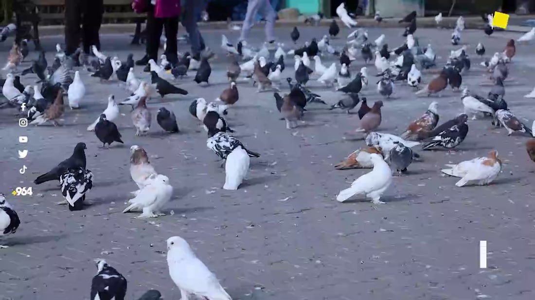 الإعاقة شجعته لشراء ألف طير.. الحمائم “تطعم” مربيها في دهوك (صور)