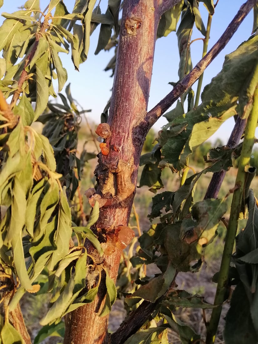 ژمارەیەک دار سیس بوون؛ گەرمایە و کرمیش لەناوە