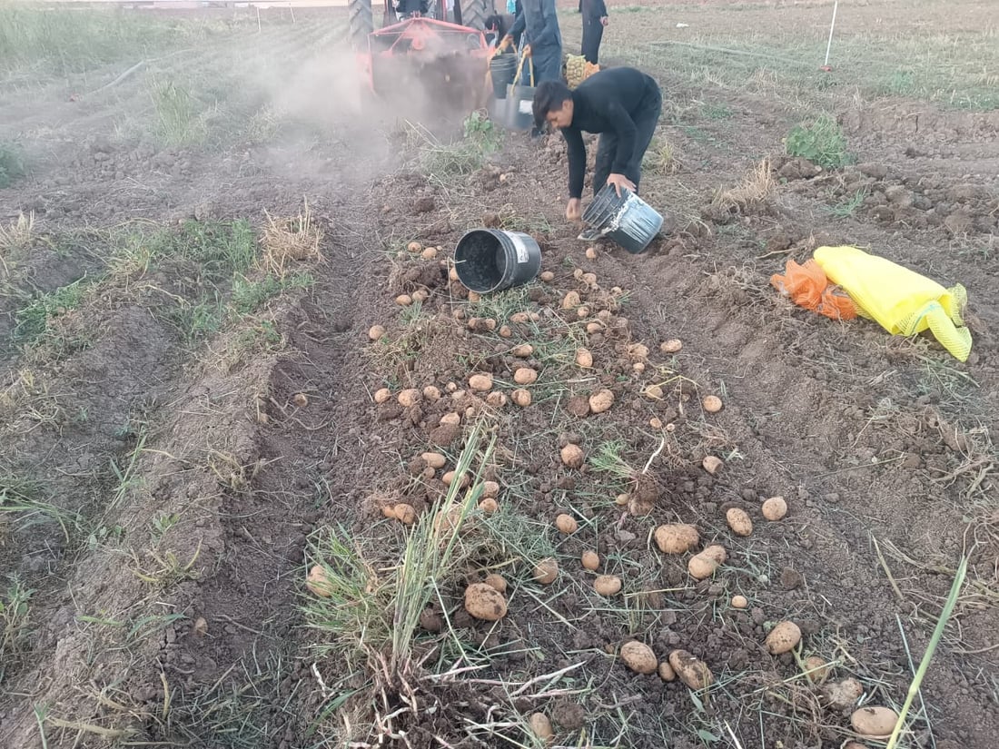 صور: ربيعة قطفت البطاطا لكنها ليست دائماً للبيع.. تجار بغداد وصلوا بسرعة
