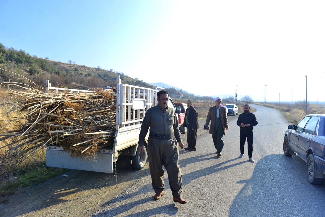 له‌ پێنجوێن 24 هه‌زار دار توو چێندراوه‌