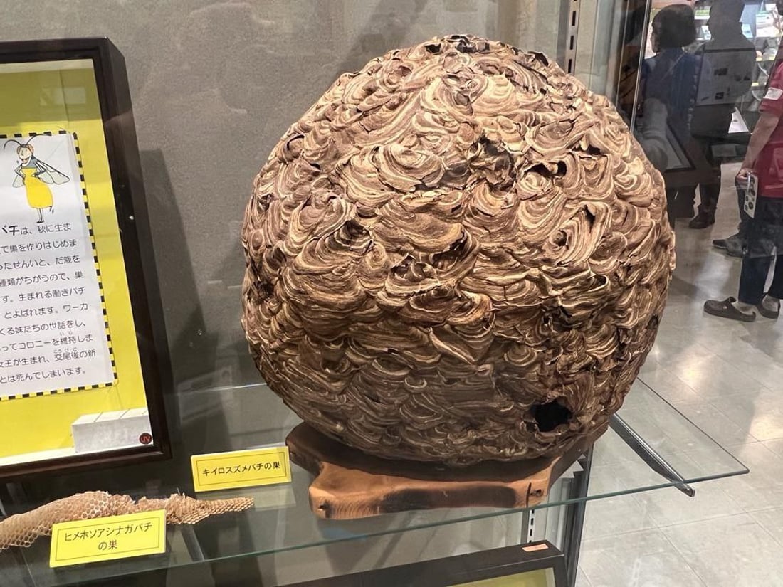 تیمێکی شوێنەواری سۆران لە ژاپۆن ڤیدیۆی تایبەتی مۆزەخانەیەکیان بۆ 964 ناردووە