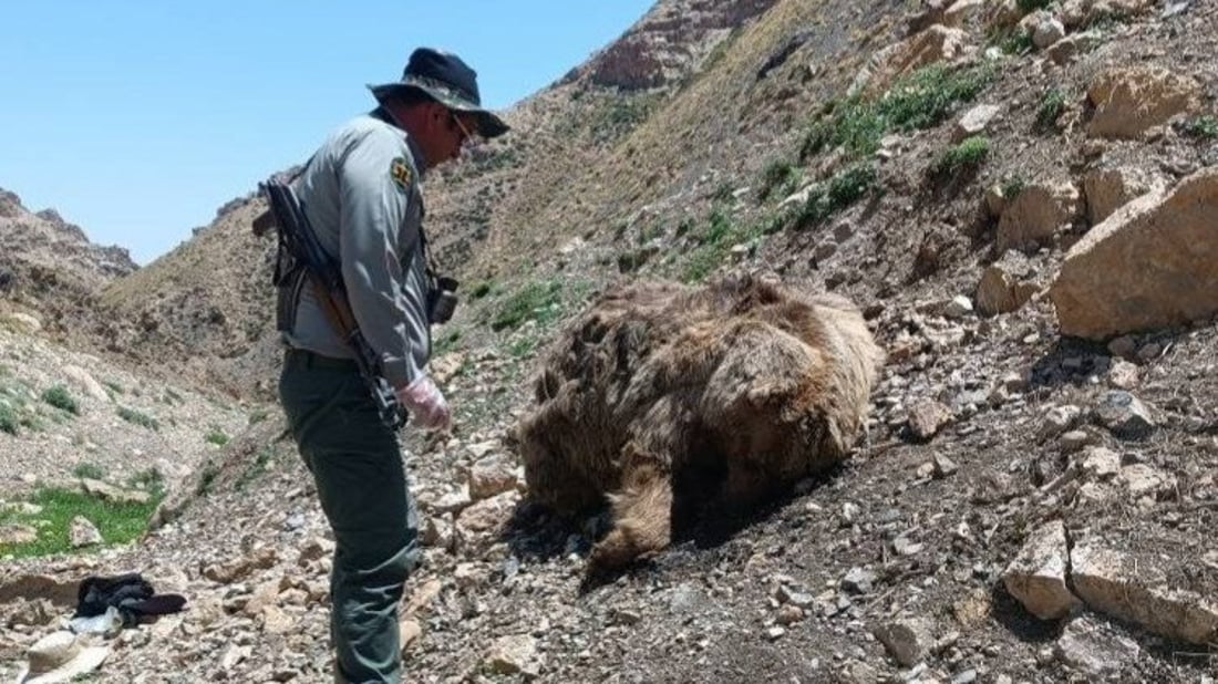لاشەی ورچێکی قاوەیی هاوشێوەی ورچەکانی باڵەکایەتی لە ورمێ دۆزرایەوە
