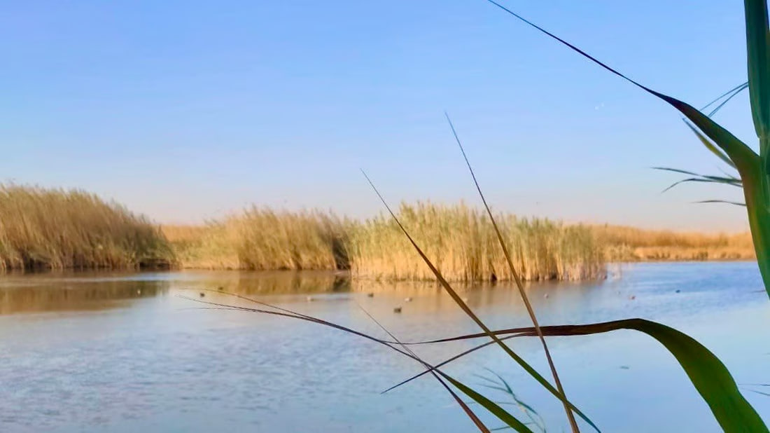 Bird hunting persists in Basra despite declining populations and ban