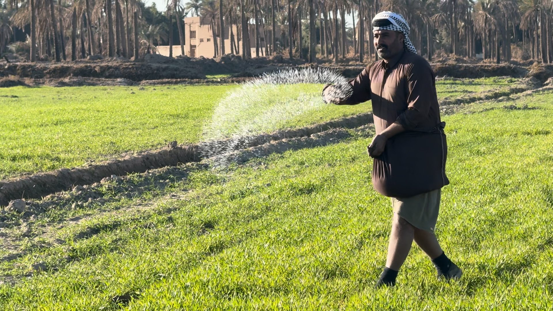 Rains boost Iraq’s water reserves, raising hopes for amber rice season