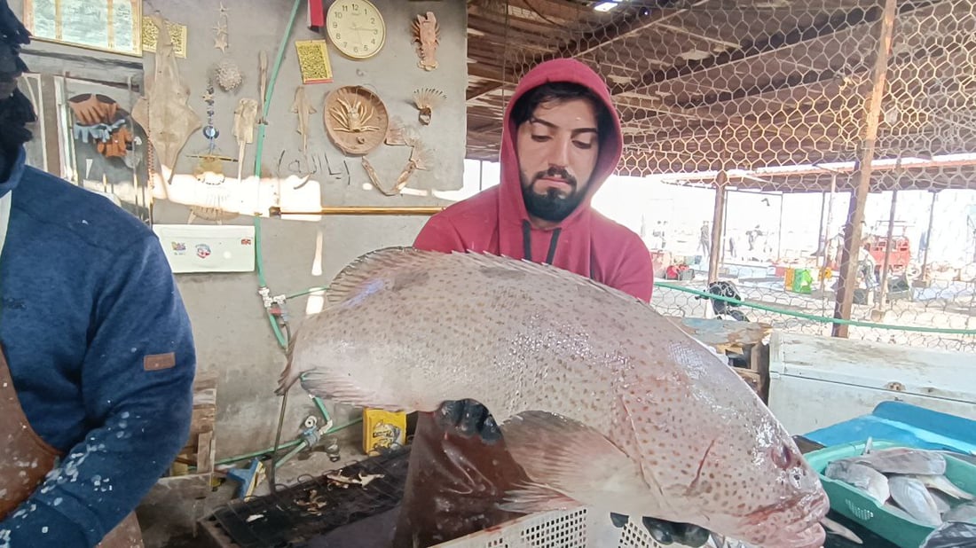 صور من مرسى النقعة: قائمة بأصناف الأسماك وأسعارها في مزاد الفاو الجمعة