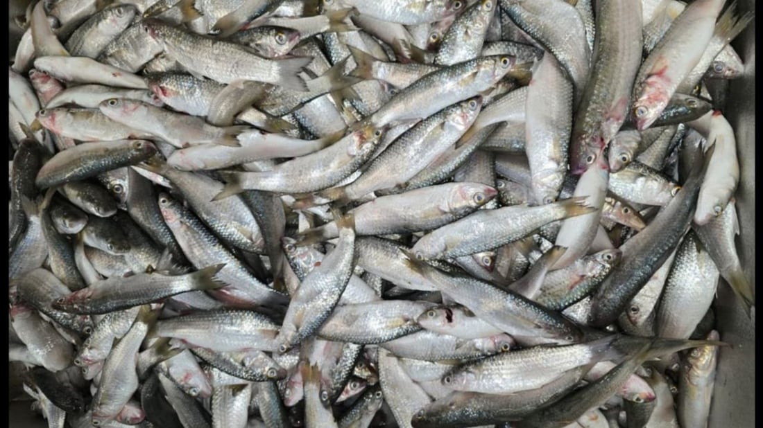 أكثر من 10 أطنان سمك في مرسى النقعة.. ذروة موسم النويبي والروبيان جامبو (صور)