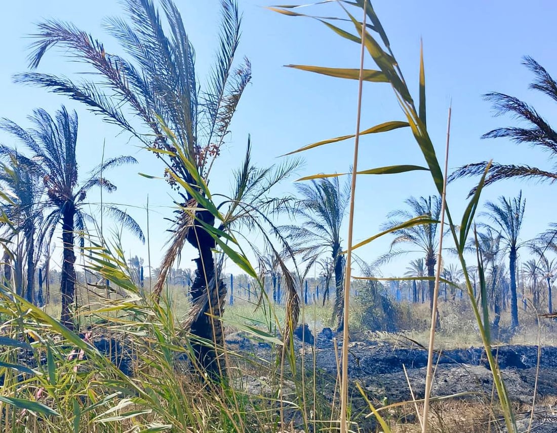 Fire destroys 100 palm trees in Al-Huwash orchard