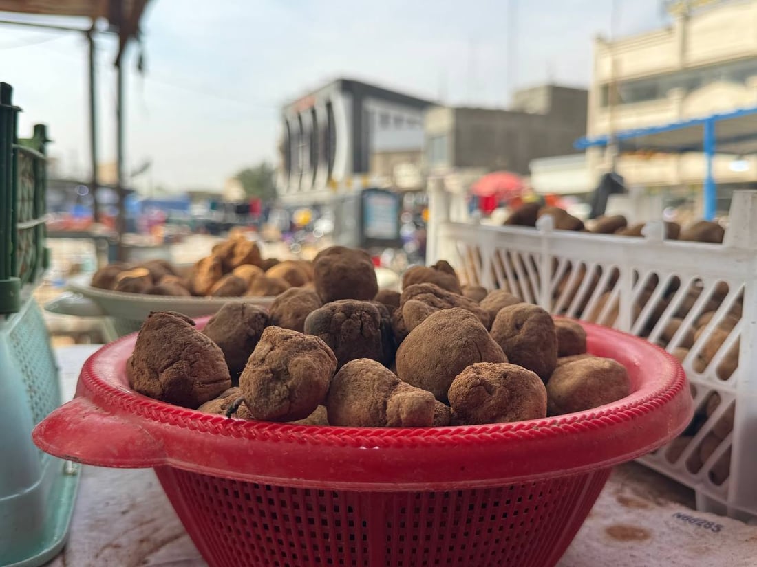 تلفون بصرة كويت لا يهدأ.. كمأ “أحرگ” بـ125 ألفاً من الأنبار حتى الزبير (صور)