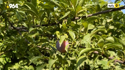 بەفرەکەی مانگی نیسان هاوینی دۆڵی شاورێی بێ میوە کرد