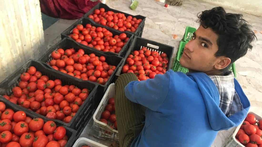 كردستان أبرز زبائن الزبير هذا الموسم.. إنتاج الطماطة غير مسبوق منذ 20 عاماً