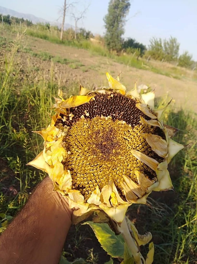 مليء بالزيت.. صور من نجاح تجربة زراعة “دوار الشمس” المطوّر