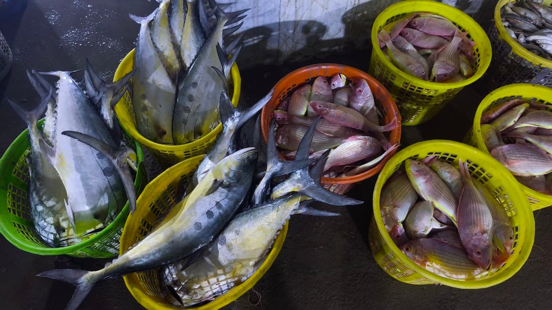 صور: 30 طناً من السمك في مرسى النقعة.. “خلي الفقير ياكل”