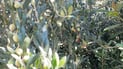 Olive production surges in Duhok with record-breaking yields