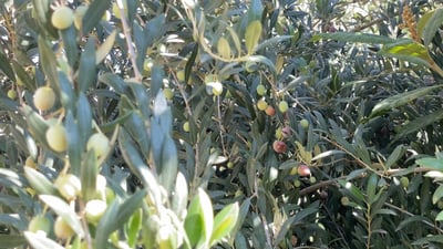 Olive production surges in Duhok with record-breaking yields