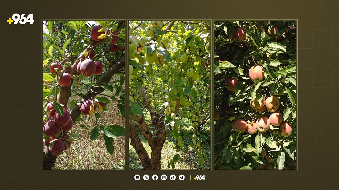 سێوە تامدارەکانی بەرواری باڵا لە فێستیڤاڵێک نمایش دەکرێن