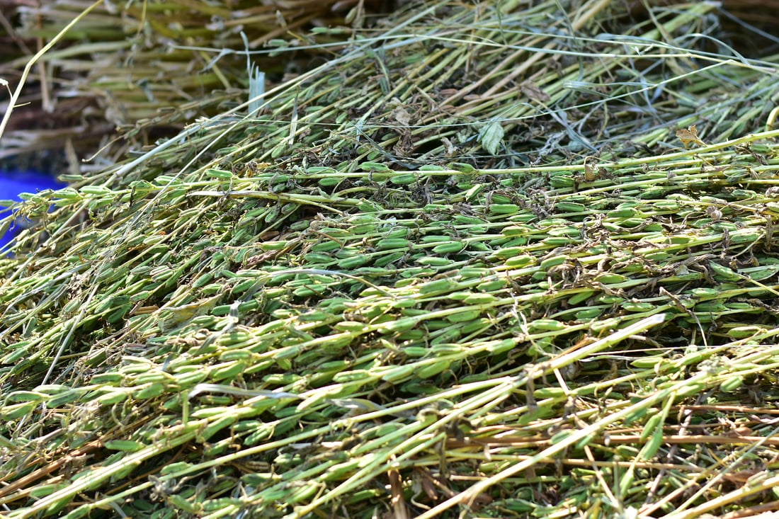 Sesame harvest begins in Mwan village despite irrigation challenges