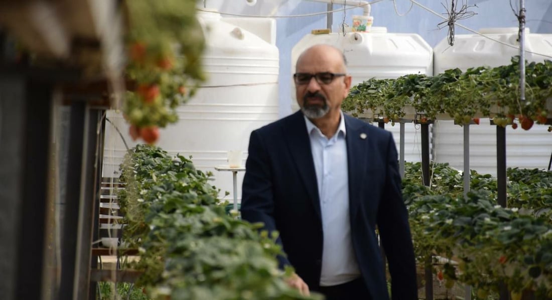 صور: جنائن فراولة “معلقة” في راوة على طريقة البابليين.. وجني الثمار بدأ