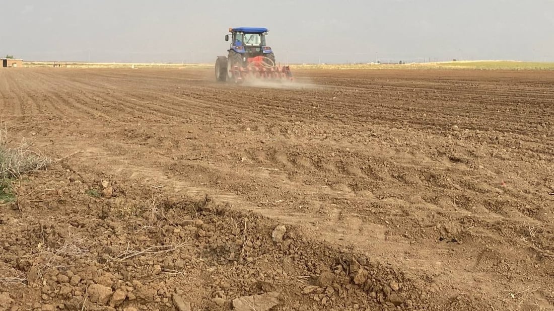 شاهد: ربيعة “تطبع” البصل الأمريكي والهولندي بعد جولة بـ “الرفاس”