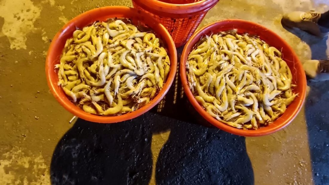 شباك صيادي البصرة خالية.. الأسماك لم تغادر أعماق الخليج منذ 5 أيام