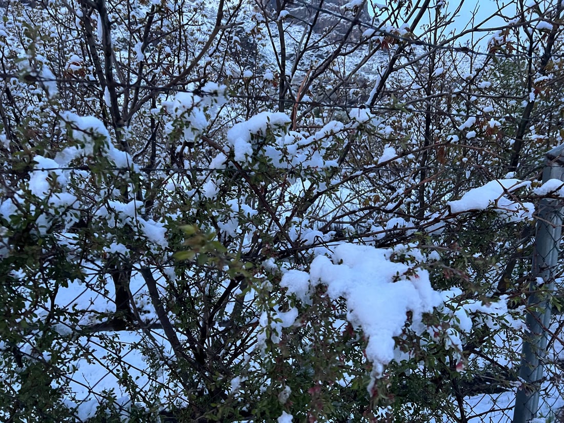بەفر بارینی بەهاران بەرهەم بە دار و درەختەوە ناهێڵێت