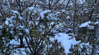 بەفر بارینی بەهاران بەرهەم بە دار و درەختەوە ناهێڵێت