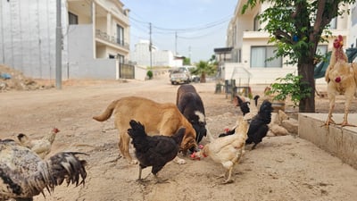 سەگی بێلانە و مریشک لەسەر یەک سفرە نان دەخۆن