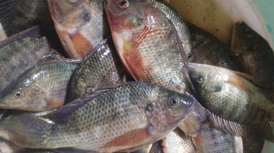 صور: تجربة في البصرة لمنافسة “الكارب”.. مزرعة “بلطي” تغامر في أكبر أسواق السمك