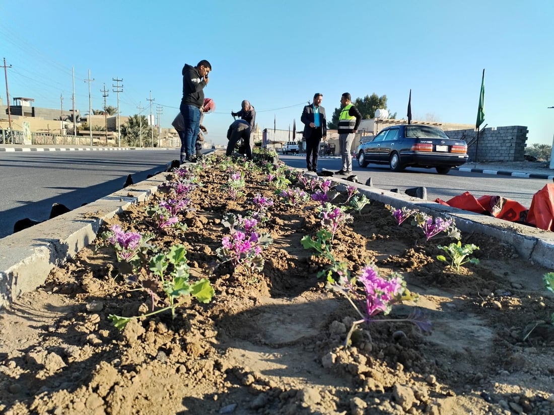 المشخاب تدعو أهلها للمشاركة في زراعة طريق القادسية.. أشجار أكاسيا بين الأقحوان