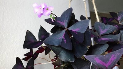 لە شەقامێکی هەولێر 5 هەزار گوڵی پەپولە بۆ یادی هەڵەبجە دەچێندرێت