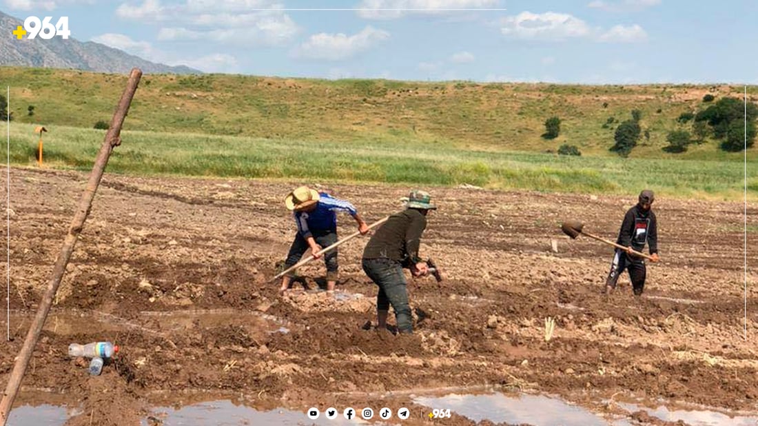 جووتیارەکانی گوندی بلان چاندنی برنجیان دەستپێکرد