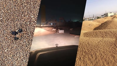 سه‌گى بێلانه‌ له‌ناو گه‌نمى كۆكراوه‌ى جوتیارانى حاجیاوا ته‌ڕاتێن ده‌كات