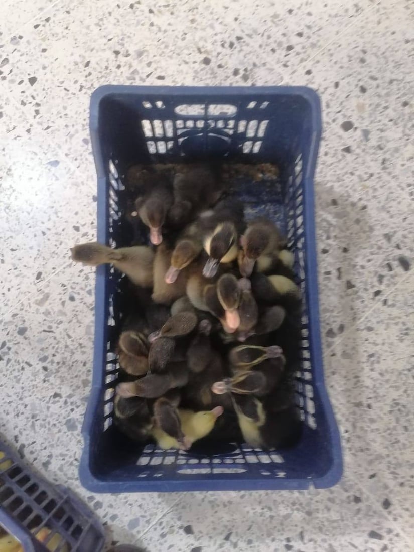 دوو کەس رەحمیان بە بێچووی باڵندەکانیش نەکرد؛ دەستگیر کران