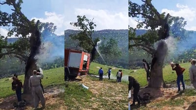 كه‌سانى نه‌ناسراو دارێكی به‌ته‌مه‌ن له‌ سنوورى پیرمام ده‌سووتێنن