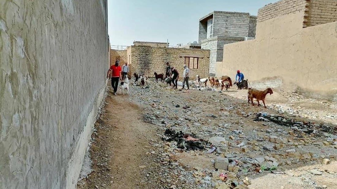 شيخ سعد تصادر المواشي السائبة وتعيدها بغرامات: سنبيعها بالمزاد في المرة القادمة
