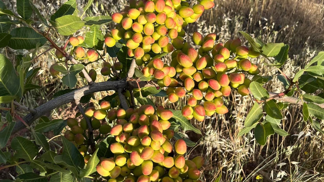 نەمامی فستەقی موتوربەکراو بە جۆری عەنتاب خواستی زۆری لەسەرە