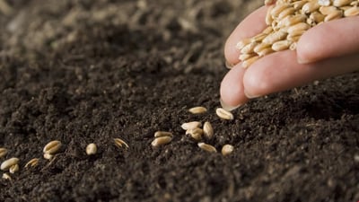 KRG rejects Baghdad’s wheat procurement quota as unfair to Kurdistan Region farmers