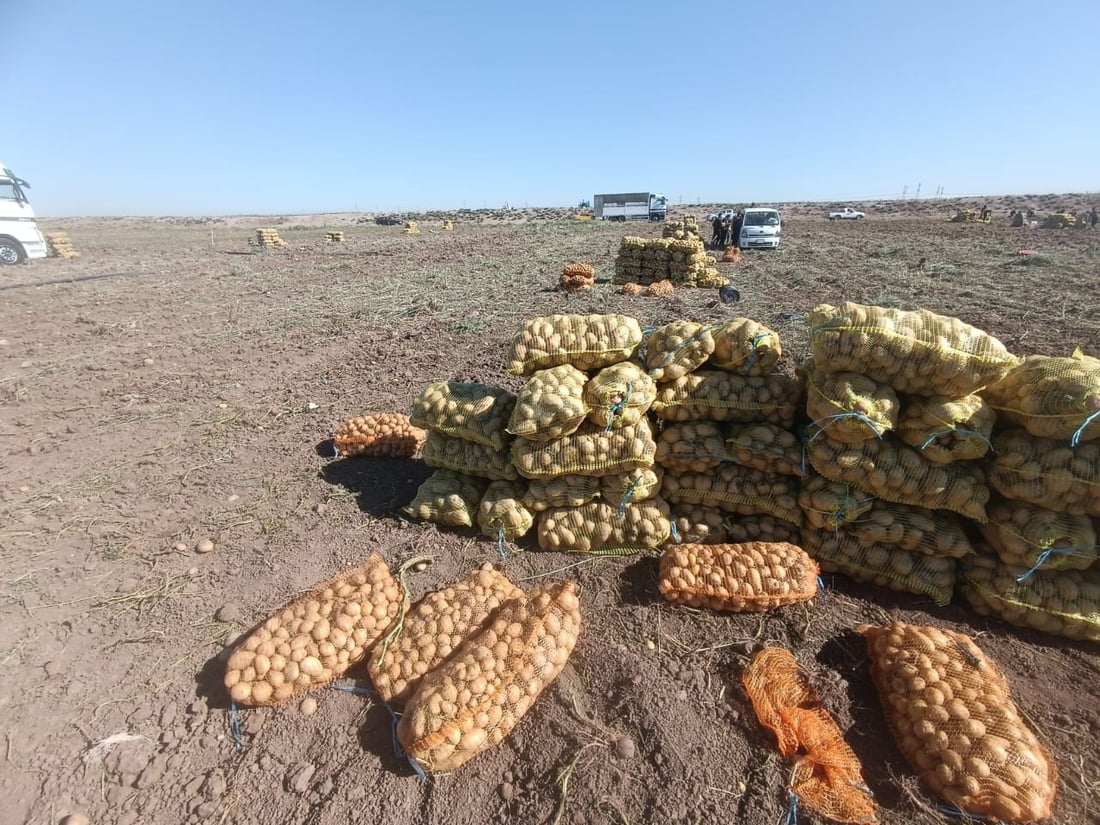 صور: ربيعة قطفت البطاطا لكنها ليست دائماً للبيع.. تجار بغداد وصلوا بسرعة