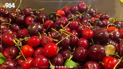 تأخر الصيف واستمر المطر.. كرز دهوك لن ينافس النوعيات المستوردة هذا العام