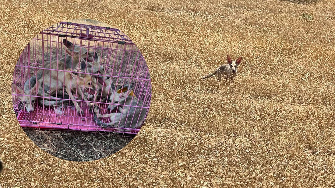 له‌ بنارى چیاى هه‌ندرێن 6 رێوی ئازاد كران