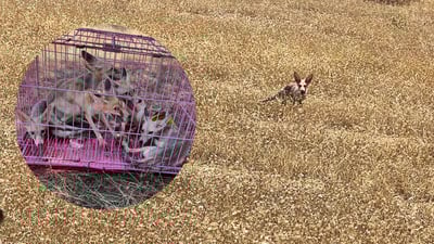 له‌ بنارى چیاى هه‌ندرێن 6 رێوی ئازاد كران