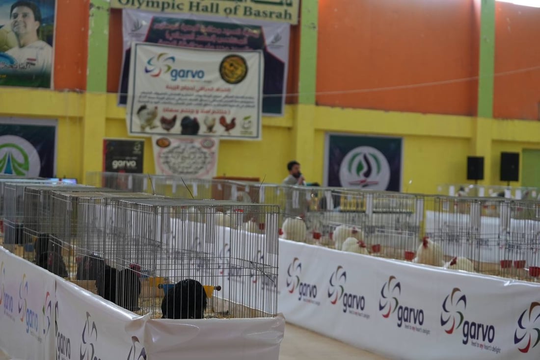 صور: دجاجة بصراوية وديك أربيلي أجمل طيرين في العراق.. مسابقة بإشراف تركي